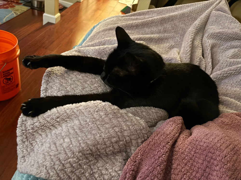 My little Goblin