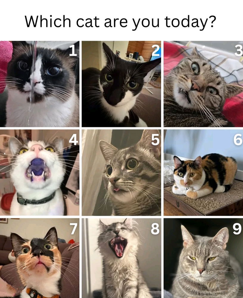 Jaká kočka dnes jsi? 🐈