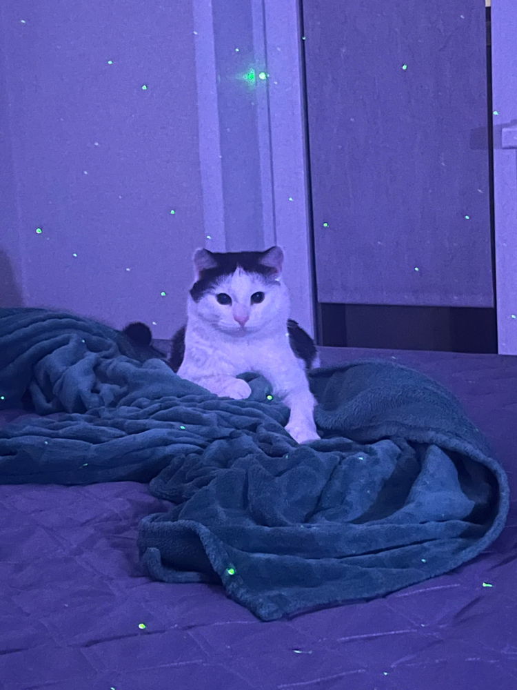 📷🐈