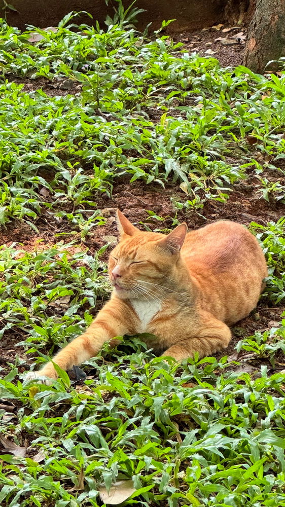 CatOfTheDay
