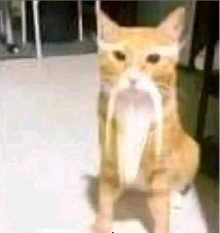 Soy como el gato