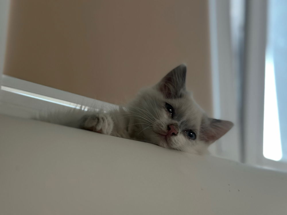 Výraz za tisíc slov 😽