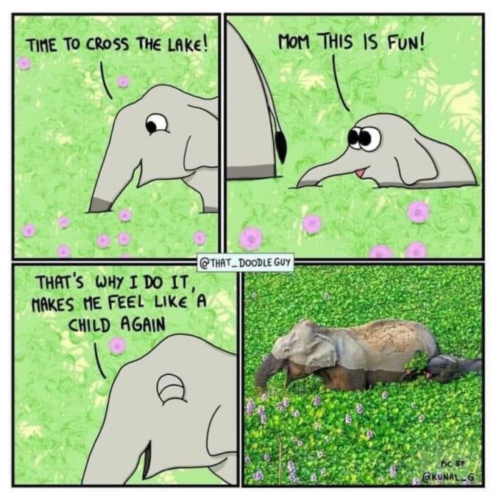 🐘