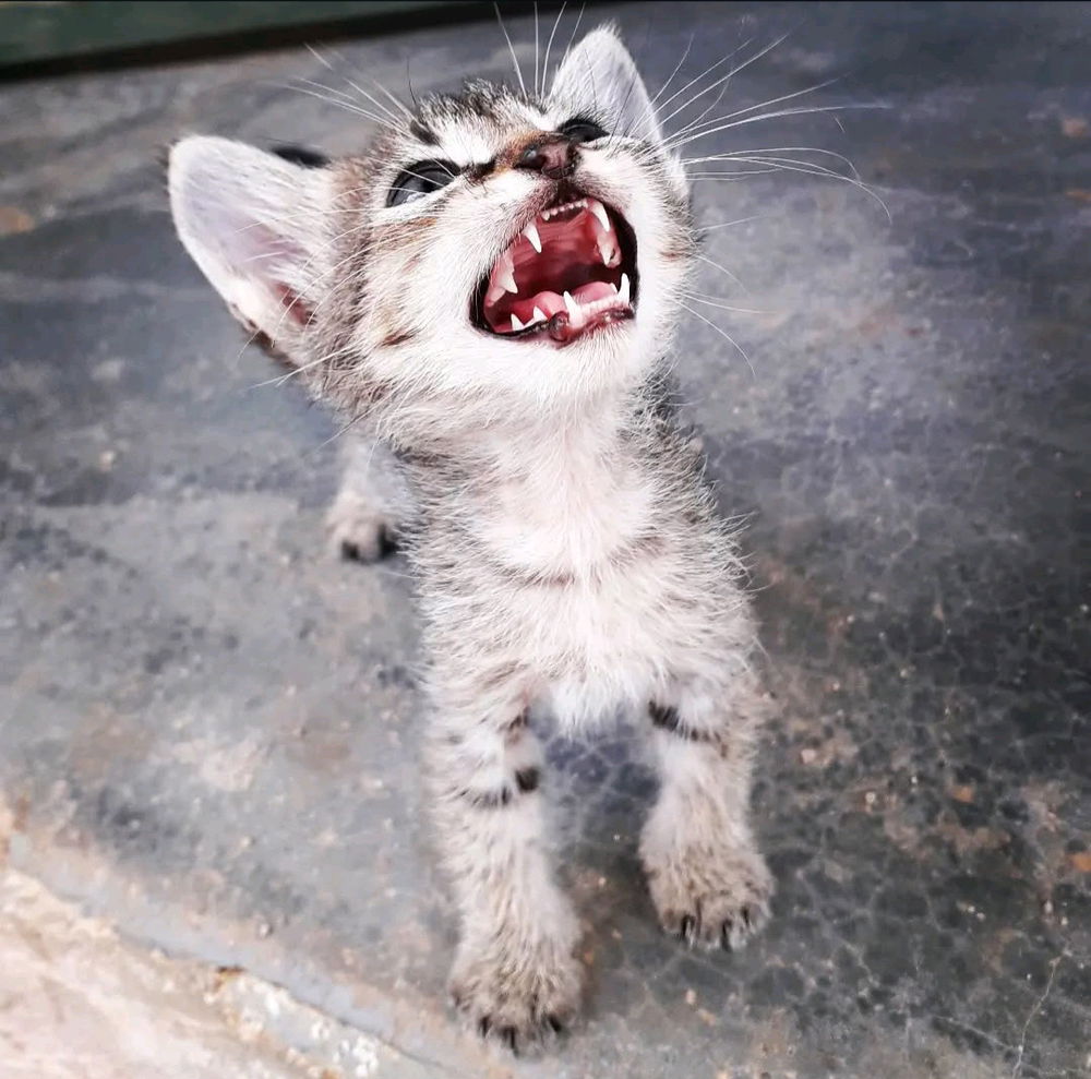 🐱
