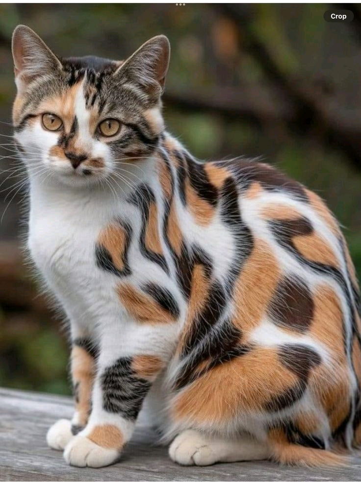 Magnifique pelage🐱