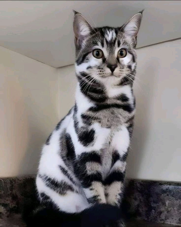Magnifique pelage🐱