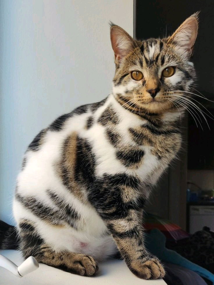 Magnifique pelage🐱