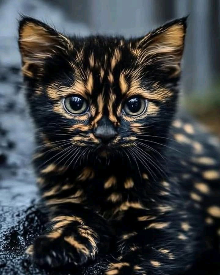 Magnifique pelage🐱