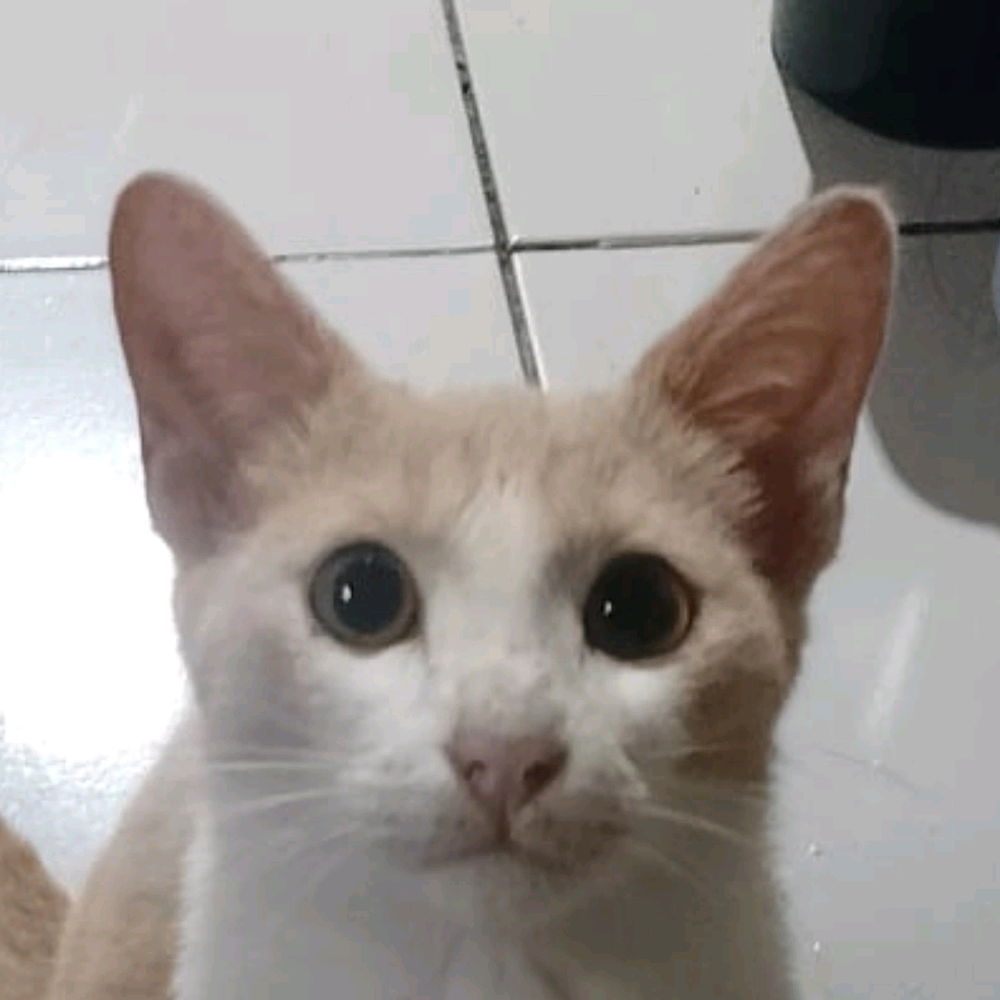 Look how innocent her gaze is