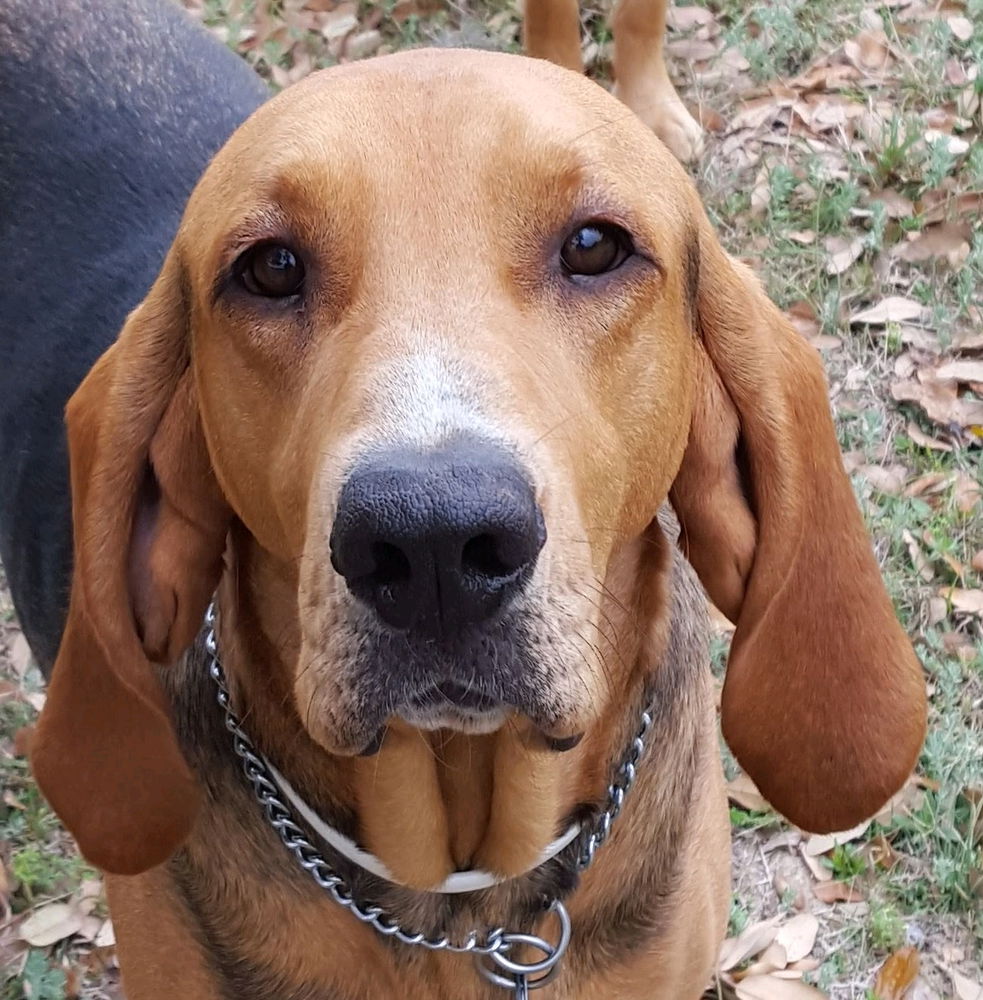 Bloodhound, Elvis