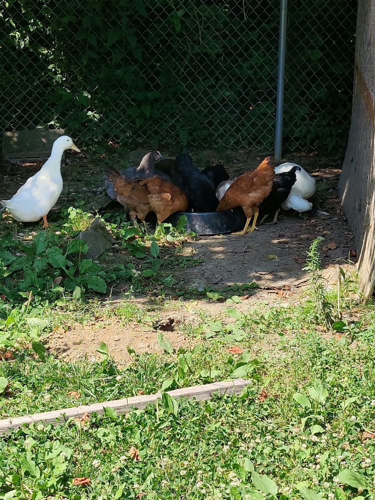 First day transitioning them to full adult feed