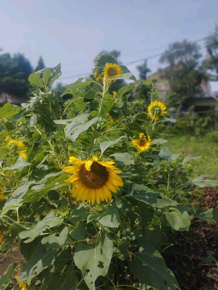 Sunflower 🌻🌻🌻