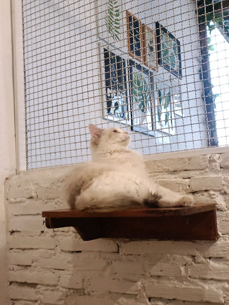 DO YOUU LIKE THIS KINDA CAT?