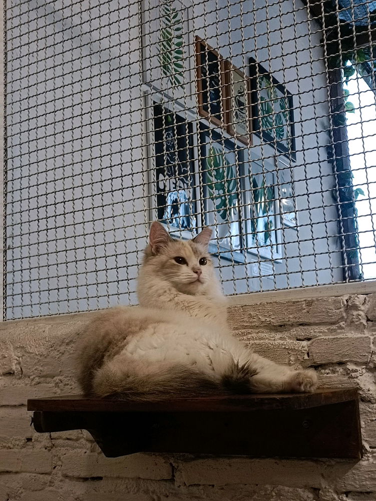 DO YOUU LIKE THIS KINDA CAT?