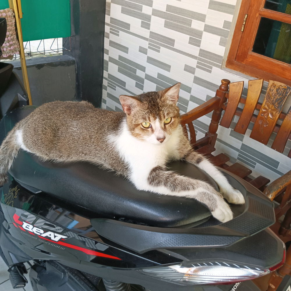 Gaya Ver.Mujaer