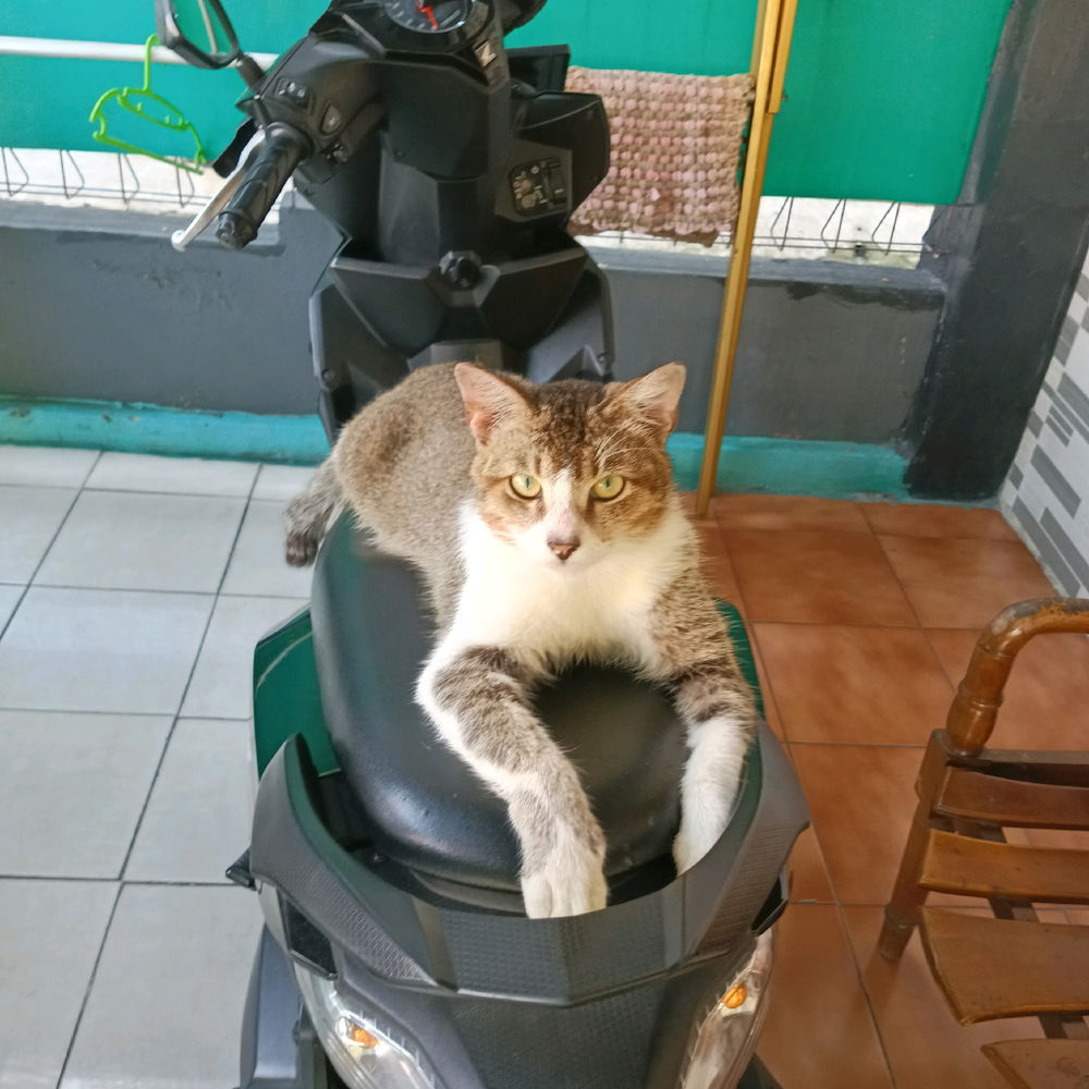 Gaya Ver.Mujaer