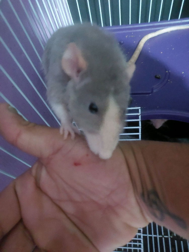 vai uma mordidinha