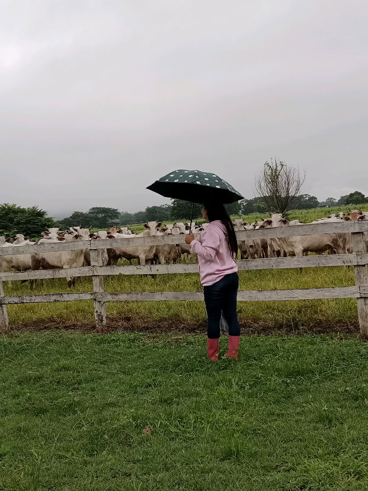 🐮