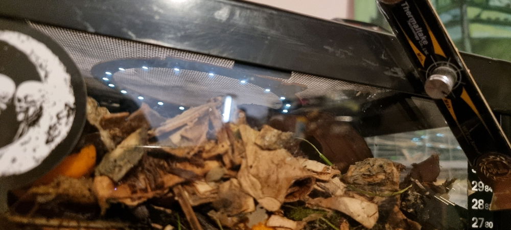 "Light" upgrades.
