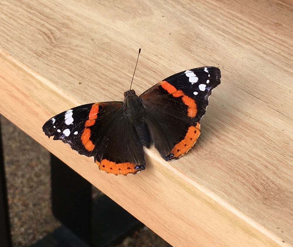 Motyl monoczułkowy