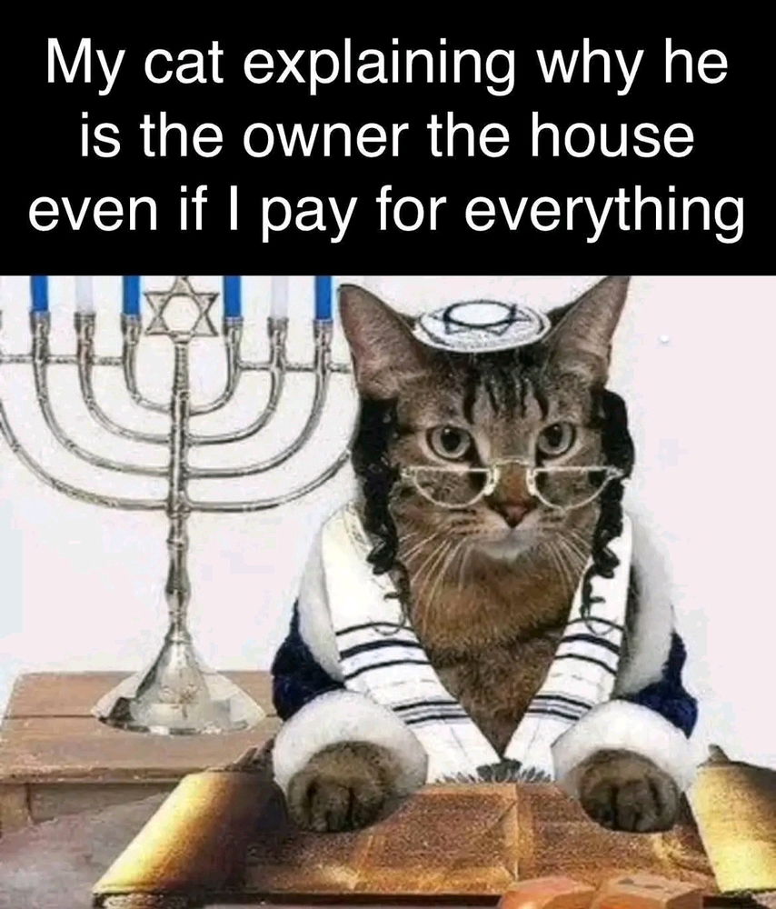 Cute cat