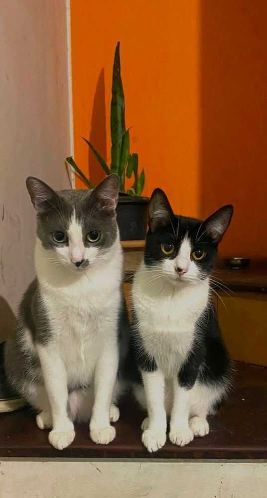 Animais