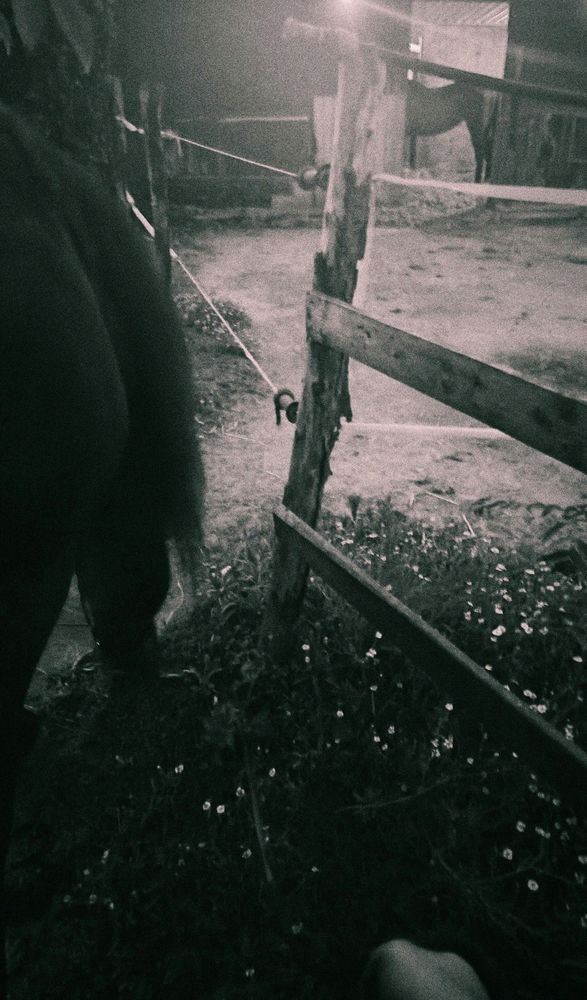 ..Se mi chiedete una poesia in movimento, vi mostrerò un cavallo..