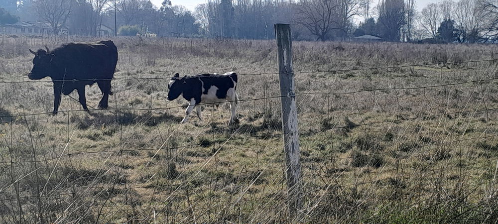 Lo bueno y malo de vivir en el campo y no andar em auto