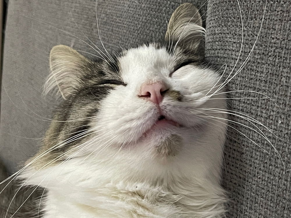Comment résister à ce sourire