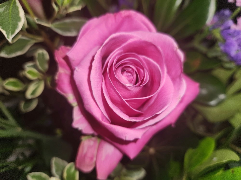 Pink rose