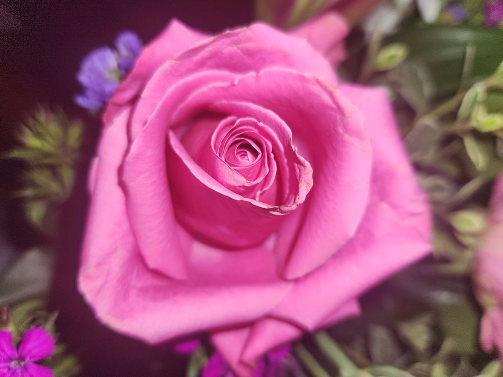 Pink rose