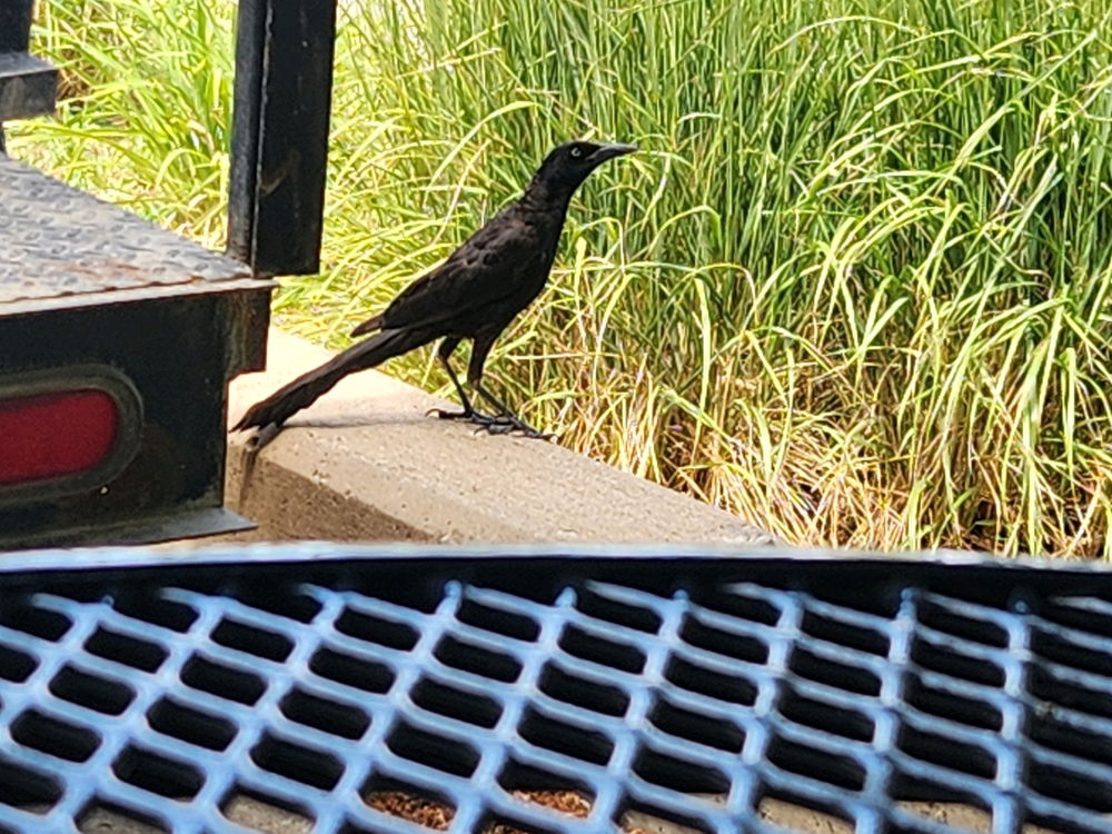 Bird I saw at work the other day