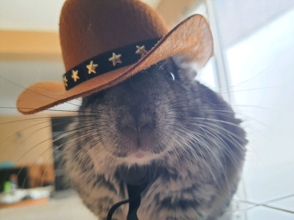 Que mascota tienen y como les llaman cuando no les hacen caso?