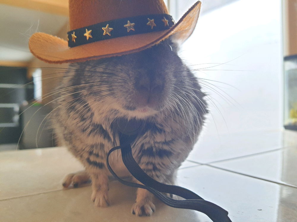 Que mascota tienen y como les llaman cuando no les hacen caso?