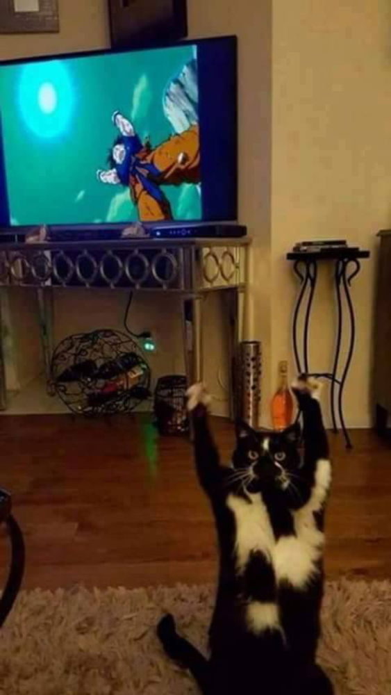 Wahrscheinlich der größte Dragon Ball Fan