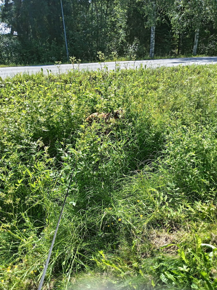 Find the dog