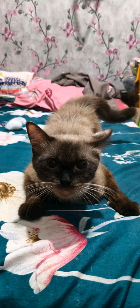 My cat....