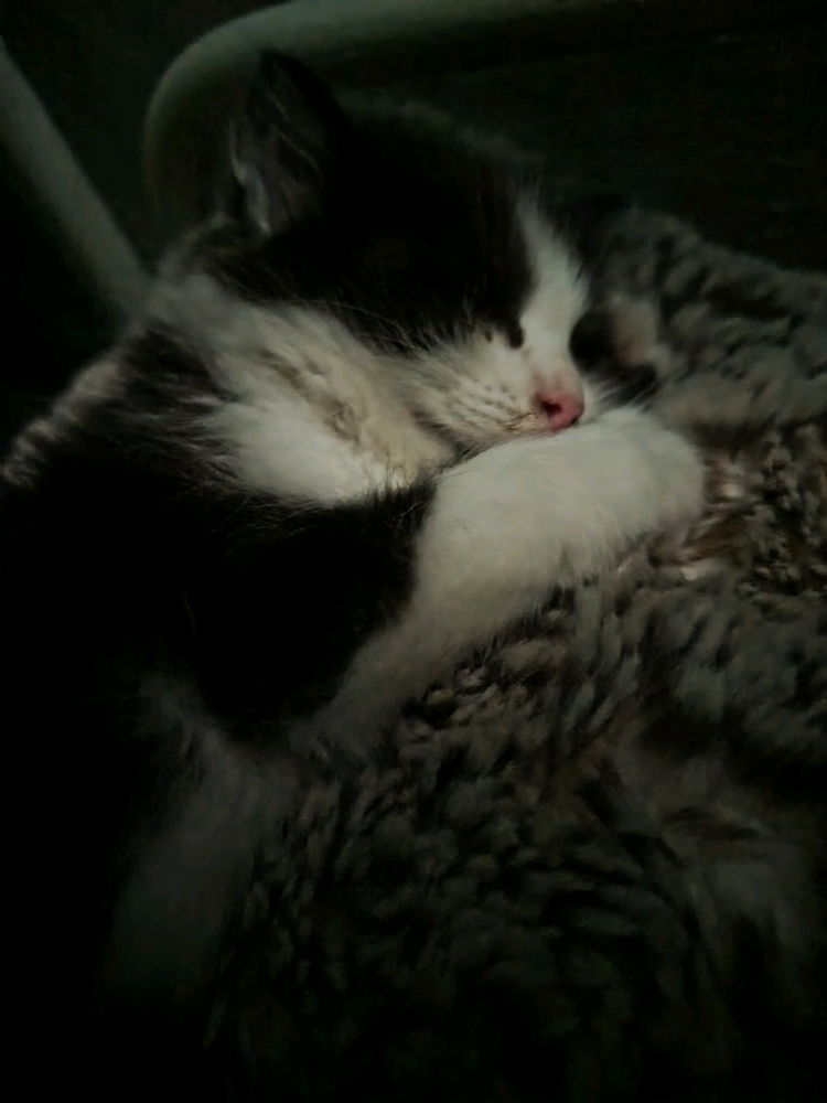 Max 🖤🤍