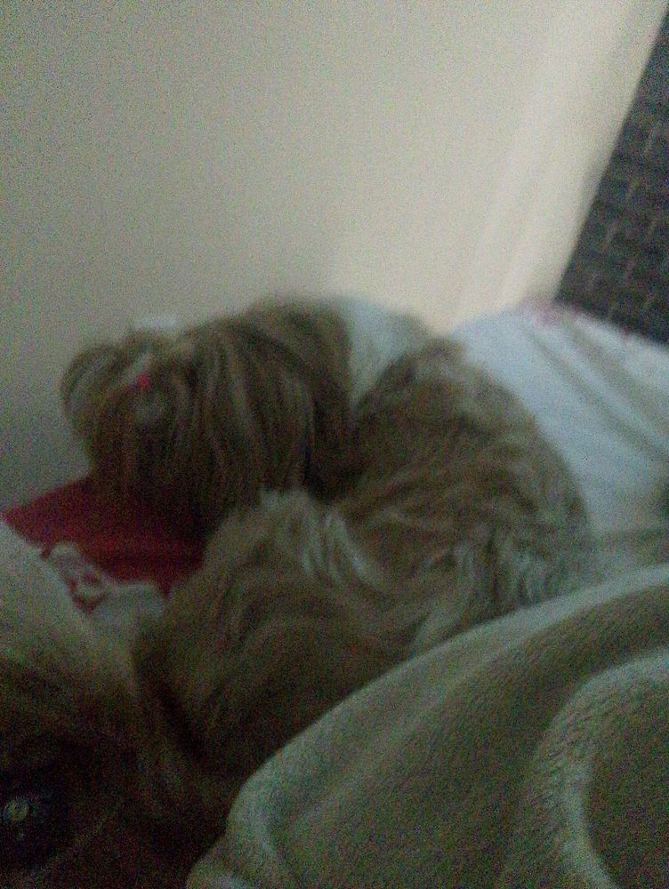 Minha companheira