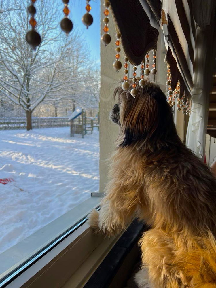 Cutest Bild von meinem Hund