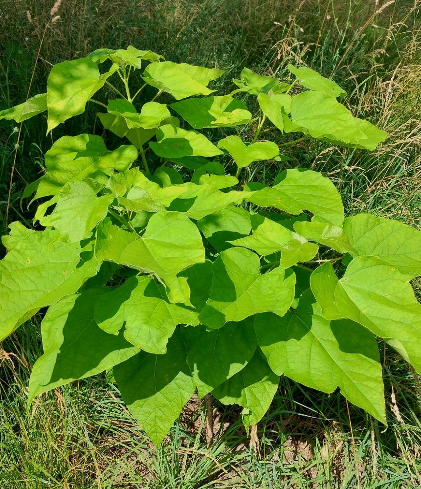 Random wild plants