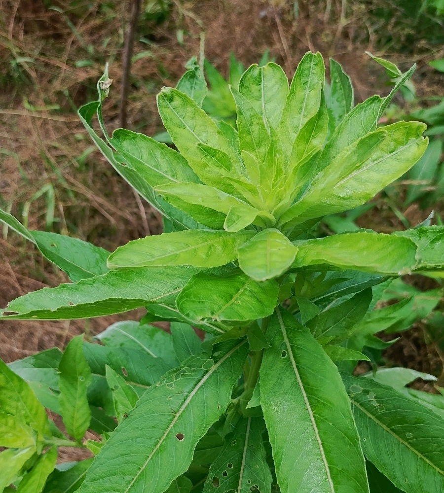 Random wild plants
