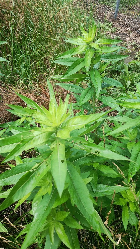 Random wild plants
