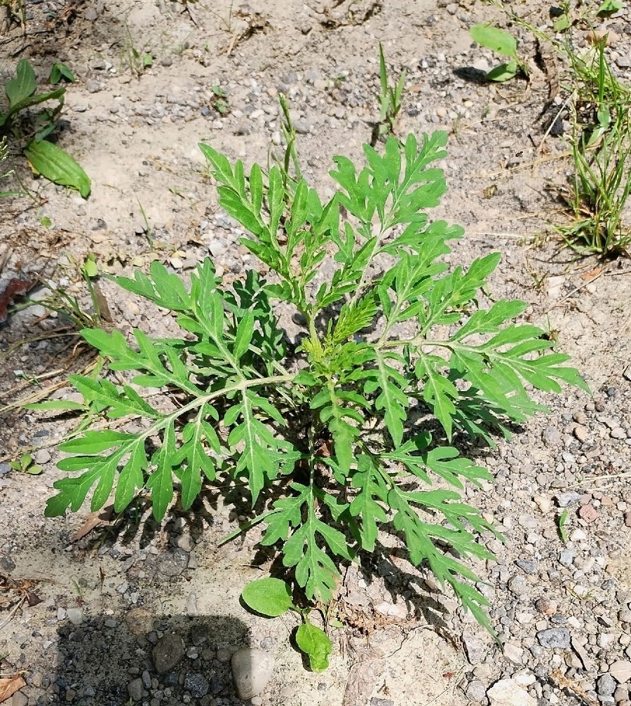 Random wild plants