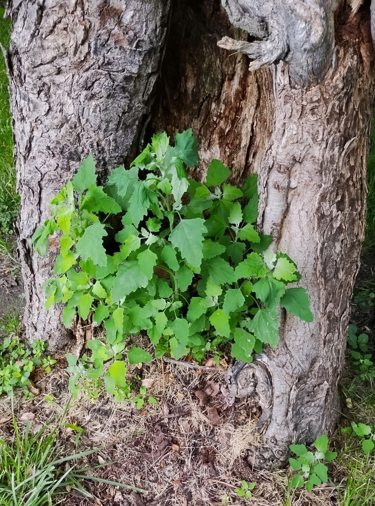 Random wild plants