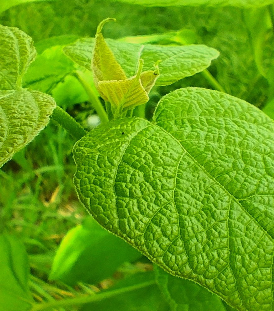 Random wild plants