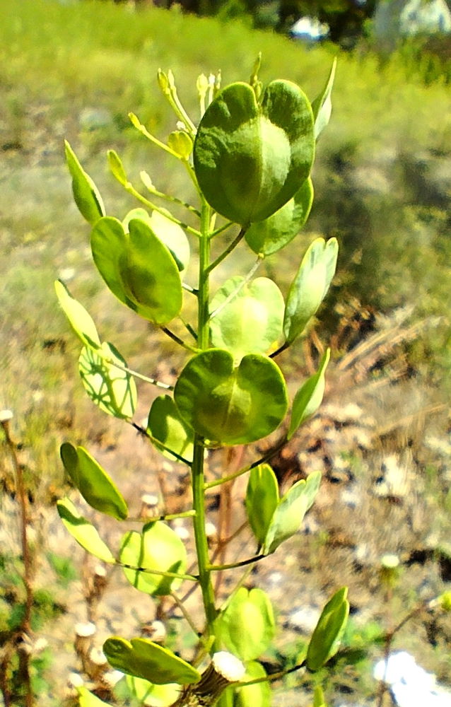 Random wild plants