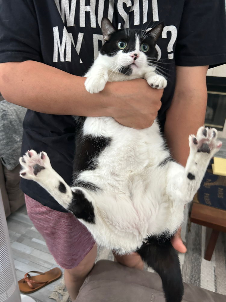 My cat Artemis