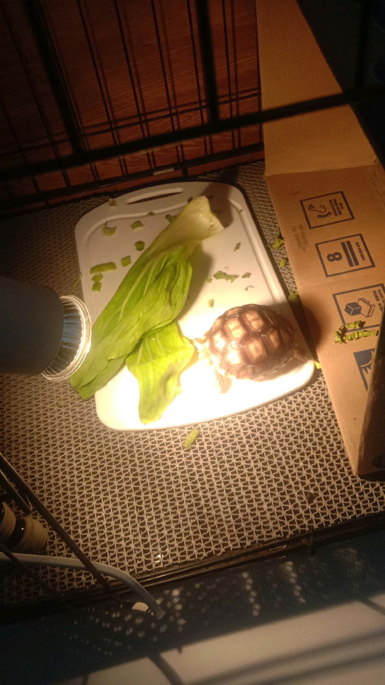 Eat a lot, Appa 🐢