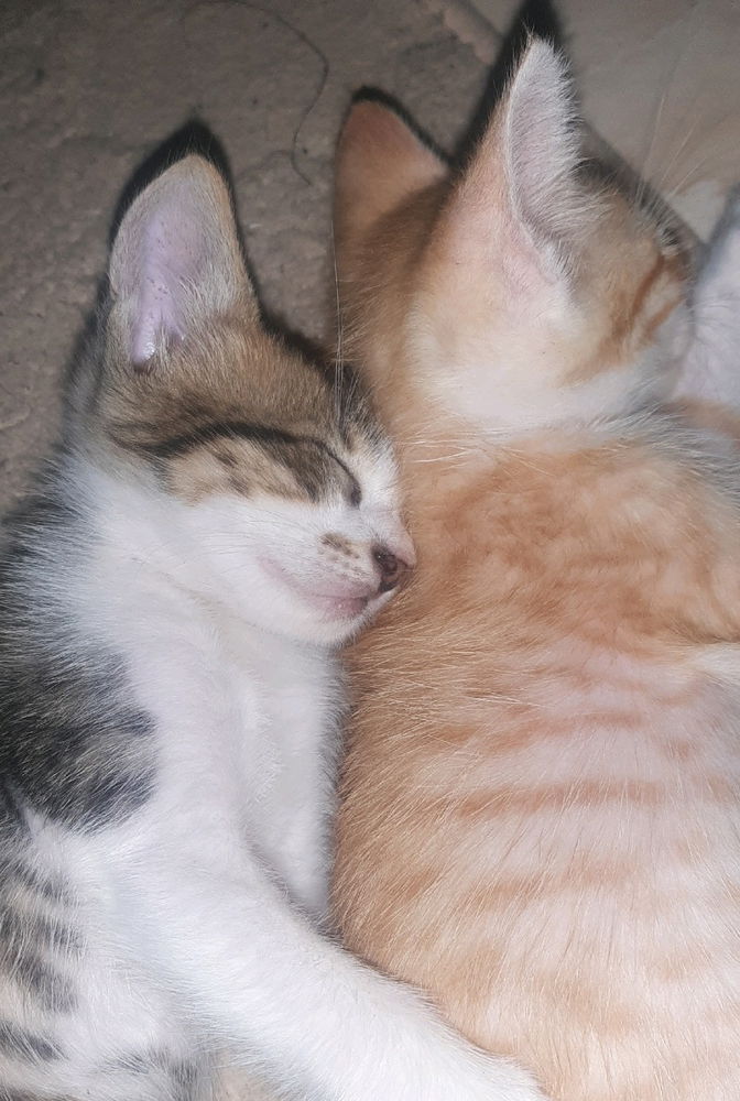 2/4💞